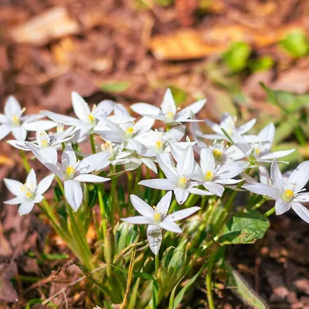 Iria's Cosy Traditional House * Sparta