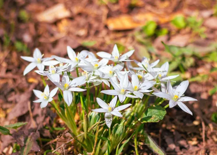 Iria's Cosy Traditional House * Sparta